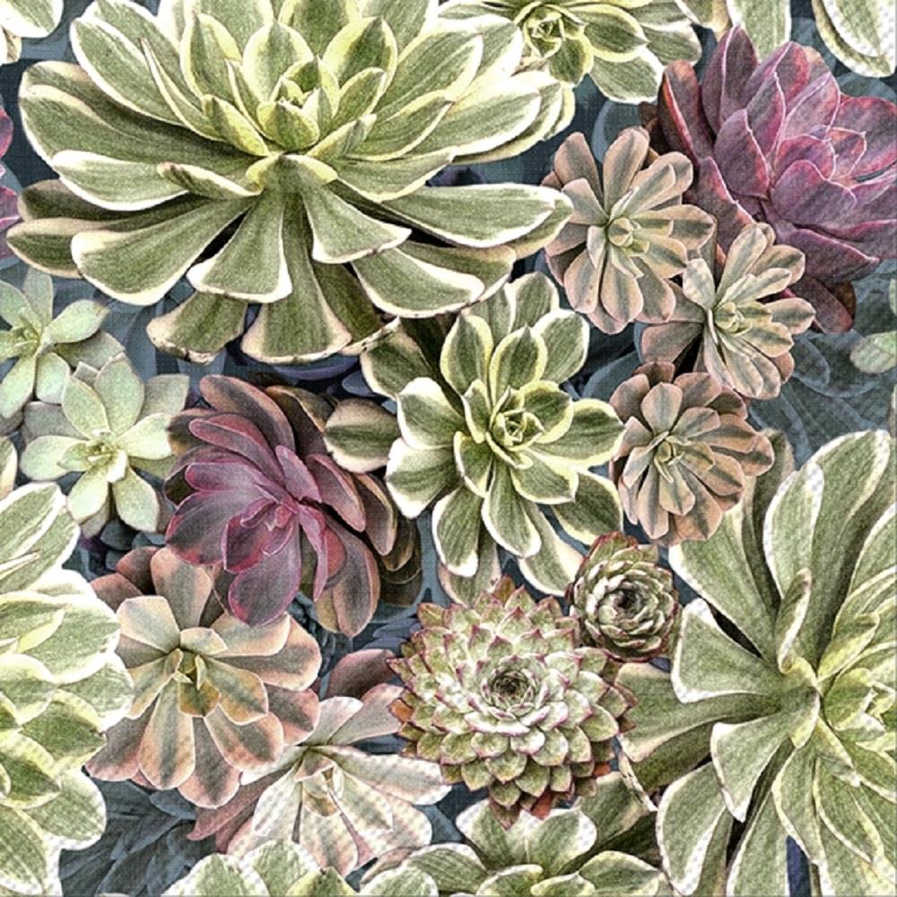 4 x Paper Napkins - Succulents - Ideal for Decoupage / Napkin Art