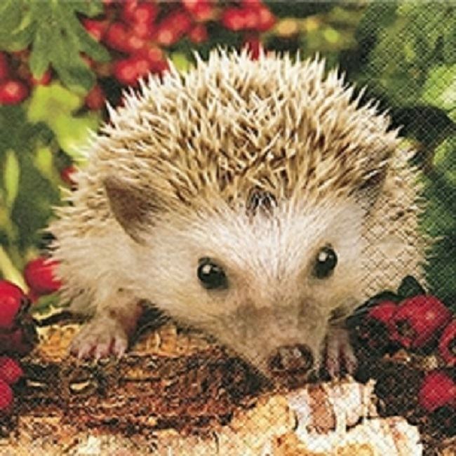 Home Fashion Pack of 20 Paper Napkins / Serviettes - Hedgehog - 3Ply