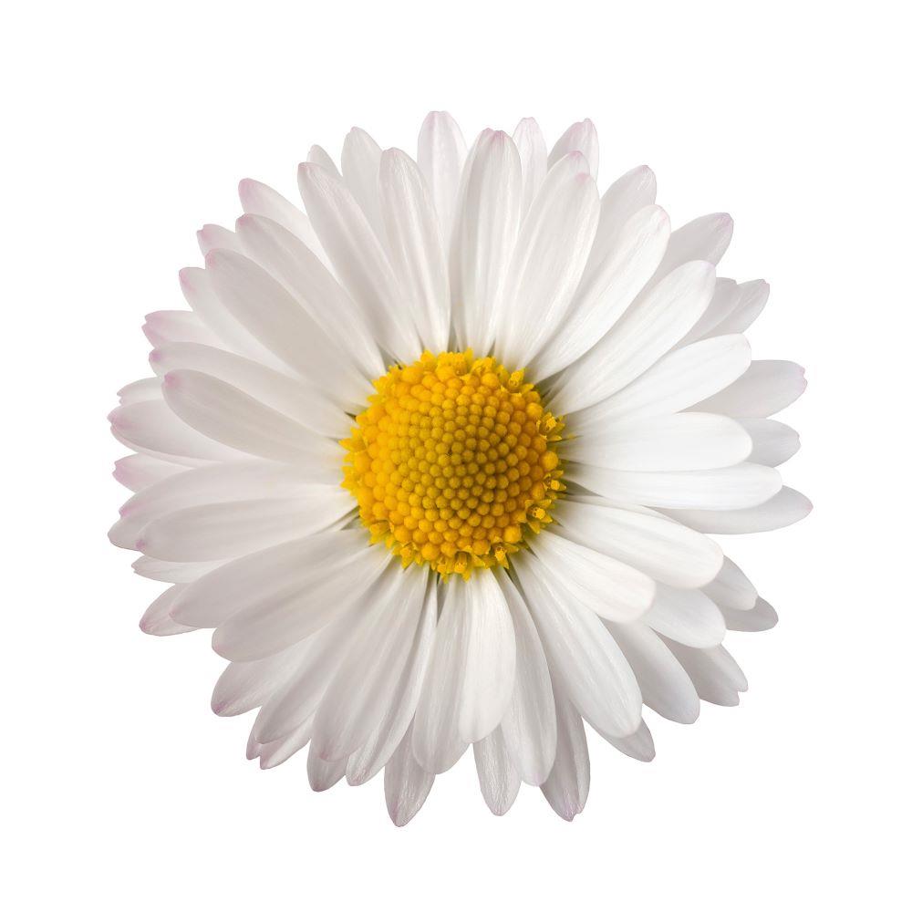 4 x Paper Napkins - Daisy - Ideal for Decoupage / Napkin Art