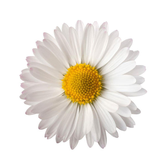 4 x Paper Napkins - Daisy - Ideal for Decoupage / Napkin Art