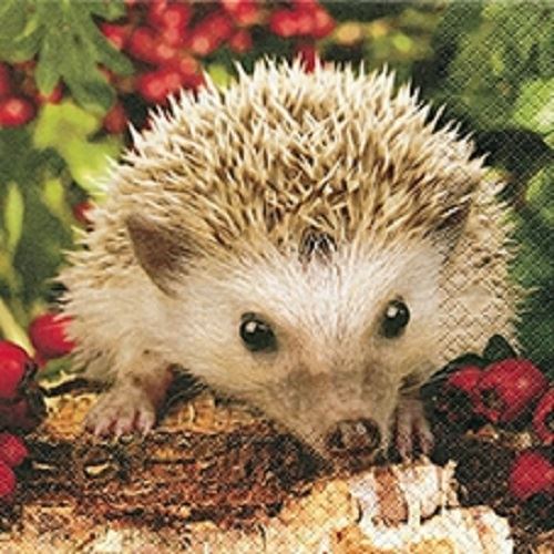 4 x Paper Napkins - Hedgehog - Ideal For Decoupage / Napkin Art