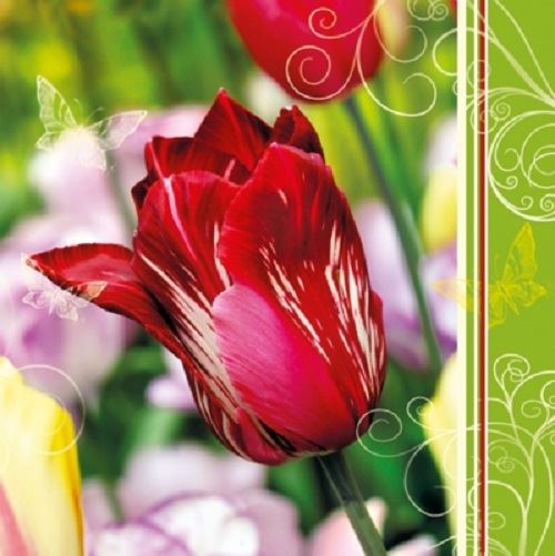 Daisy Pack of 20 Napkins / Serviettes - Red Tulip - 33cm x 33cm - 3ply -