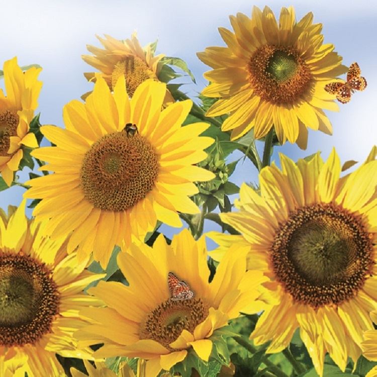 4 x Paper Napkins - Sunflowers in the Sky - Ideal for Decoupage / Napkin Art