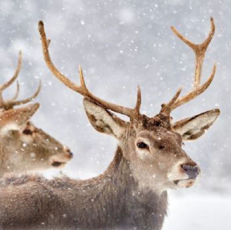 4 x Paper Napkins - Red Deer in Winter - Ideal for Decoupage / Napkin Art